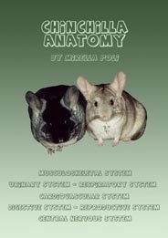 Chinchilla Anatomy Chinchilla Anatomy