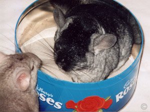 Shedding and Grooming - Chinchillas living in pairs encourage one another to groom. You will find when one is having a bath, the other is waiting to jump in for its turn.  Chinchilla Chronicles.