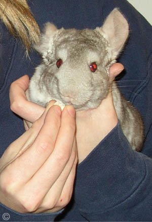 Taming a Chinchilla - A Heterozygous Beige chinchilla completely comfortable sitting it his owners hands and enjoying his birthday treat.  Jo Ann McGraw.