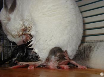 Chinchilla Birth - Chin-mum having just given birth to two kits. Notice her bending down to aid the final kit being born whilst keeping the other underneath her to keep warm.  Andreas Perlitz.