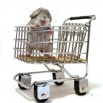 Buying a Chinchilla - A chinchilla baby posing in a shopping trolley.  Jo Ann McCraw.