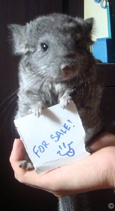 Buying a Chinchilla - A young Hetero Ebony (Violet Carrier) chinchilla for sale.  Christopher Eroy.