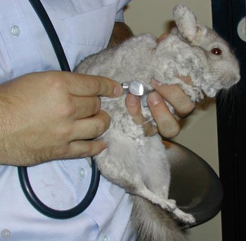 Sickness, Illness and Disease - Heterozygous Beige male chinchilla having a respiratory check-up.  Chinchilla Chronicles.
