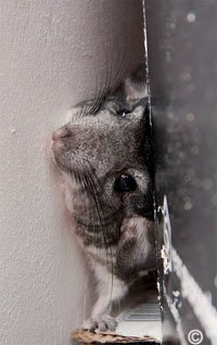 Chinchilla Exercise - When a chinchilla is allowed exercise out of their cage environment, you must remember they can fit through the tinest of places. Here Kai demonstrates his ability to fit through a tight space.  David Hannah.