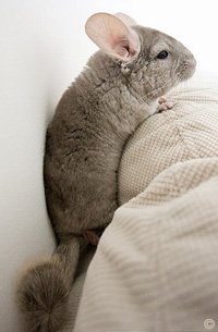 Chinchilla Exercise - A chinchilla making himself comfortable for a night on the sofa watching TV.  Justin Qian.
