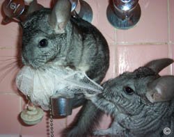 Chinchilla Exercise - Two mischievious chinchillas let loose in a bathroom and arguing over a body scrub.  Davin Manky.