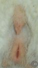 Male genitals.  Dunja Valdez