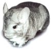 Chinchilla Genetics - Standard Grey male chinchilla.  Danica Jackson.