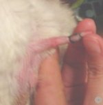 A clear example of a male chinchilla with Hair Ring, which needs to be urgently removed. 