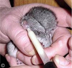 A chinchilla kit being hand fed a milk formula via a pipette. 