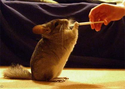 Hand Feeding a Chinchilla - Standard Grey chinchilla content at being hand fed.  Dave Morris.