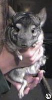 Holding a Chinchilla - Always make sure a chinchilla is securely held as they can quickly jump out of your hands and their hind legs are fully supported.  Audie Vaughn.