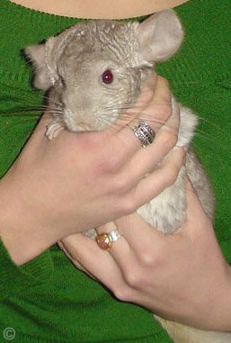 Holding a Chinchilla - A Heterozygous Beige chinchilla being securely held by its owner.  Lawley.