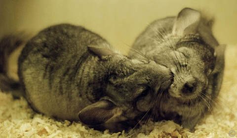 Introducing Chinchillas - You know when introductions have gone well as chinchillas will generally nuzzle on another just like these two Standard Grey chinchillas.  LeiyuD.