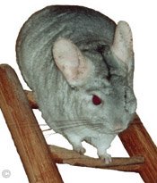 Chinchilla Toys - Heterozygous Beige chinchilla resting at the top of his ladder.  Chinchilla Chronicles.