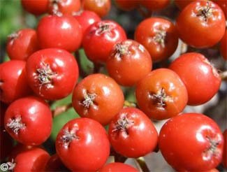 Chinchilla Nutrition (Food and Diet) - Moutain Ash berries are a great source of antioxidants to a chinchilla and the succulent red berries can be enjoyed without health worries. 