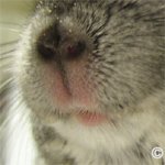 Chinchilla Examination - The nose and mouth area should be dry with no missing fur. 