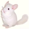 Chinchilla Genetics - Pink White chinchilla.  Jo Ann McCraw.