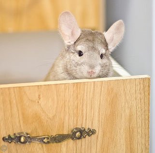 Chinchilla Exercise - Exercise is paramount to a chinchilla's health and well-being. Here a cheeky chinchilla is hiding in a set of drawers.  Justin Qian.