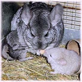 Pre and Post Natal Care - Here a chin-mum is trying to eat her snack whilst one kit is suckling and her other is trying to pinch her food.  Jo Ann McCraw.