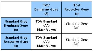 Punnet Square showing the outcome of a Standard TOV and Standard Grey.