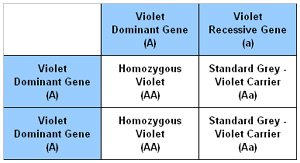Punnet Square showing the results of breeding a Violet Carrier with a Homozygous Violet chinchilla.