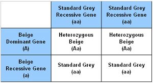 Punnet Square showing the results of breeding a Standard Grey chinchilla to a Heterozygous Beige chinchilla.