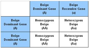 Punnet Square showing the results of breeding a Heterozygous with a Homozygous Beige chinchilla together.