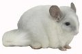 Chinchilla Genetics - Violet and White Mosaic male chinchilla.  chinchillas.com