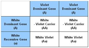 Including a Violet chinchilla in the Homozygous form ensures the recessive colour can be seen in the fur as this Punnet Square confirms.