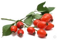 Chinchilla (Food and Diet) - Rosehips are a natural source of vitamins and are a safe treat to offer a chinchilla. 
