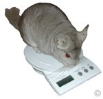Chinchilla Examination - Heterozygous Beige male chinchilla weighing in at 549 grams.  Chinchilla Chronicles.
