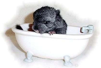 Cute chinchilla kit posing in a bath.  Jo Ann McGraw