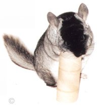 Chinchilla Toys - Standard TOV having a good old chew on a cardboard toilet roll.  Chinchilla Chronicles.