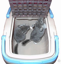 Two chinchillas in a travel box, which is completely safe and secure when the lid is lowered and closed. 