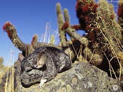 Chinchilla Habitat - A wild chinchilla shown in it's native habitat of The Andes Mountain Range.  Roland Seitre.